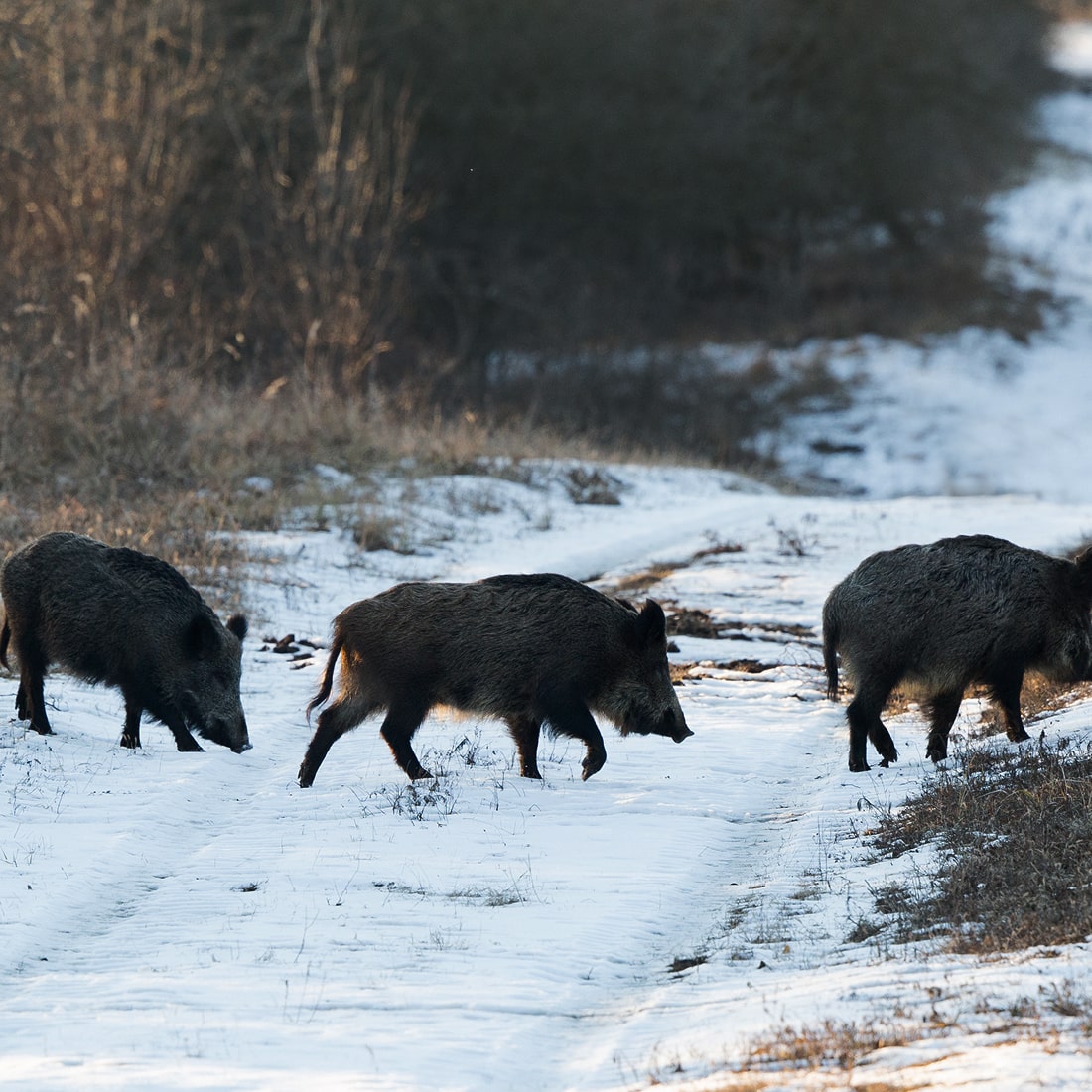 iStock-946567490 3-min